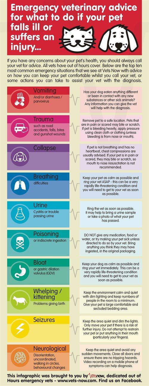 Emergency veterinary advice for what to do if your pet falls ill or suffers an i...