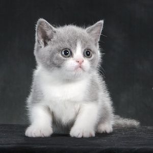british shorthair blue and white kitten British shorthair kittens