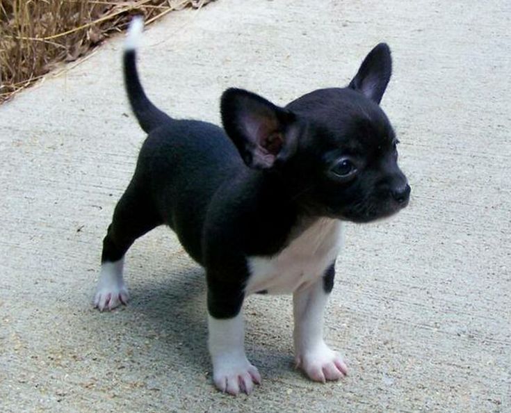 Black And White Chiwawa Dogs Black And White Chiwawa Dogs