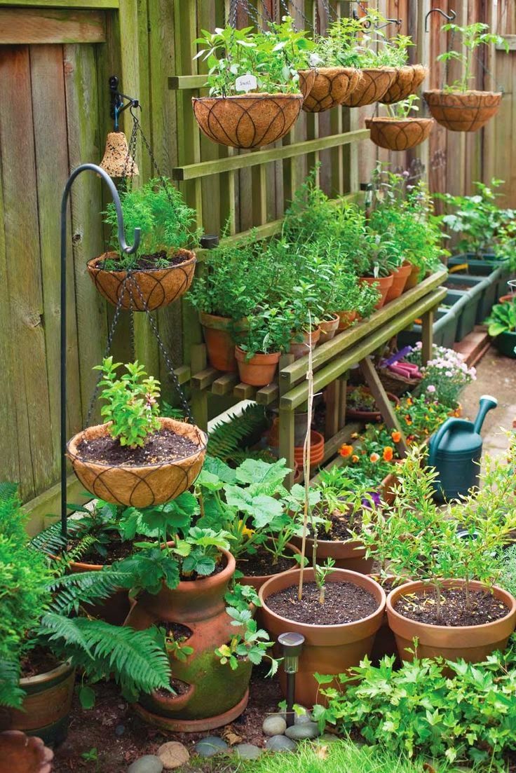 15 best vegetable seeds images on pinterest | vegetable seeds 15 best vegetable seeds images on pinterest | vegetable seeds