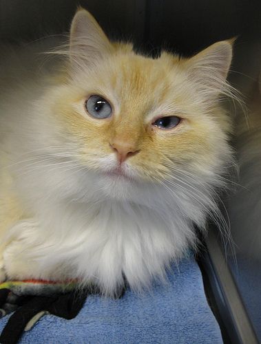 Kittens Watery Eyes Cat Cats Symptoms Kittens Watery Eyes