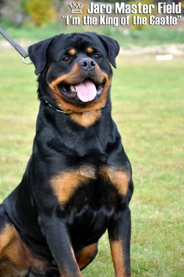 Rottweiler single master