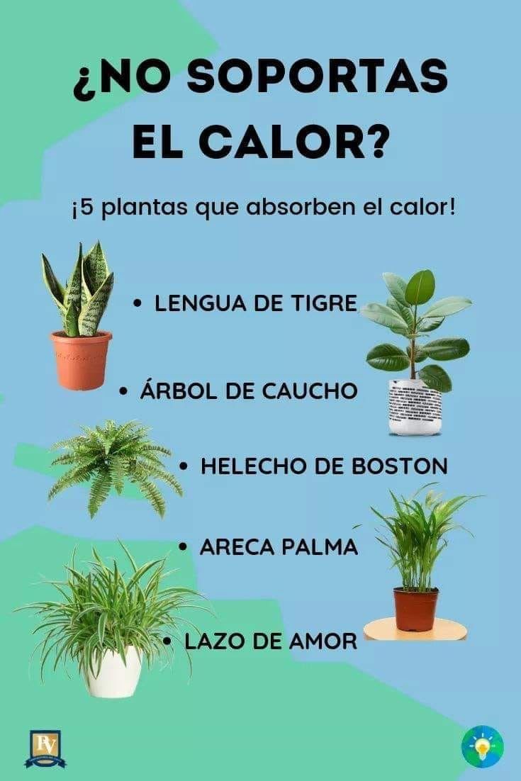 450 Ideas De Mis Matitas En 2021 Jardinería Jardineria Y Plantas Mata