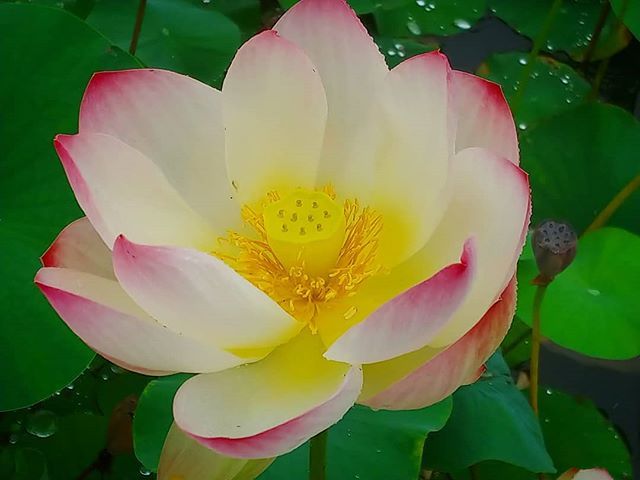 Pin By Nart Mart On 蓮の花 Plants Instagram Pin By Nart Mart On 蓮の花 Plants Instagram