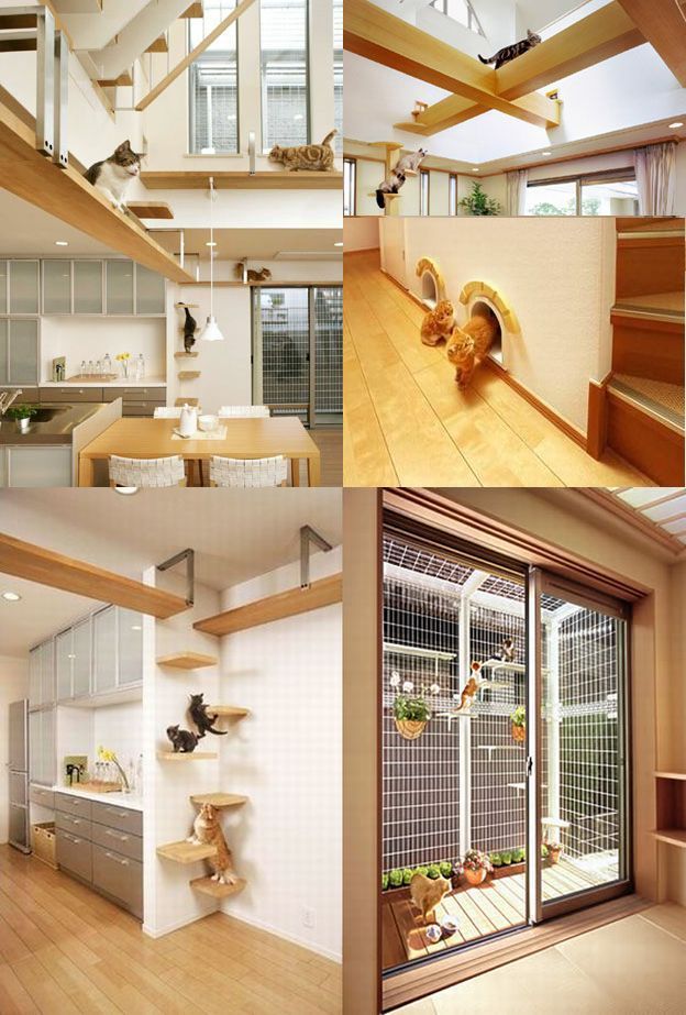 Best 25+ Cat friendly home ideas on Pinterest | Cat things, Cat ... Best 25+ Cat friendly home ideas on Pinterest | Cat things, Cat ...