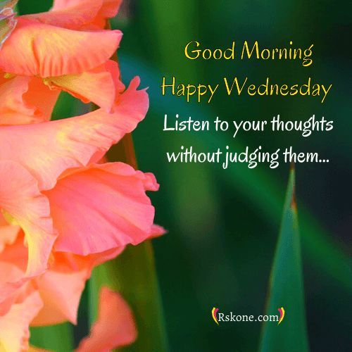 An Orange Flower With The Words Good Morning Happy Wednesday