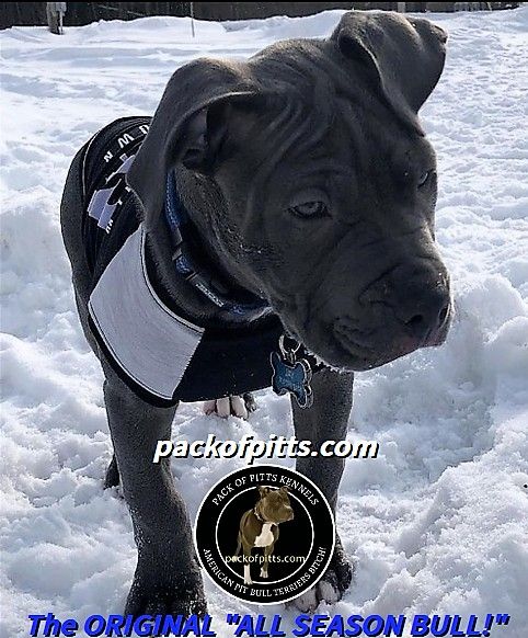 Pin On Pit Bull Puppies So Cute