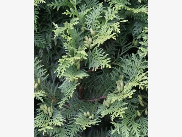 97 best garten images on Pinterest Decks, Landscaping and Backyard - sichtschutzzaun aus kunststoff gute alternative holzzaun 97 best garten images on Pinterest Decks, Landscaping and Backyard - sichtschutzzaun aus kunststoff gute alternative holzzaun
