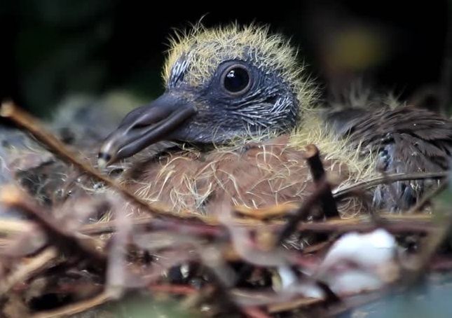 10 Best Cute Baby Pigeon Baby Pigeon Cute Animal Names Cute Animals 10 Best Cute Baby Pigeon Baby Pigeon Cute Animal Names Cute Animals