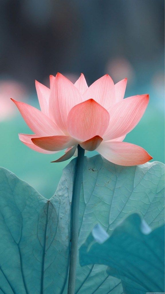 iphone wallpaper hd hd photo ios wallpaper iphone plus