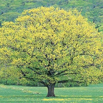 13 Best Trees Images On Pinterest Plants Garden And Fast Fast Growing Shade Trees