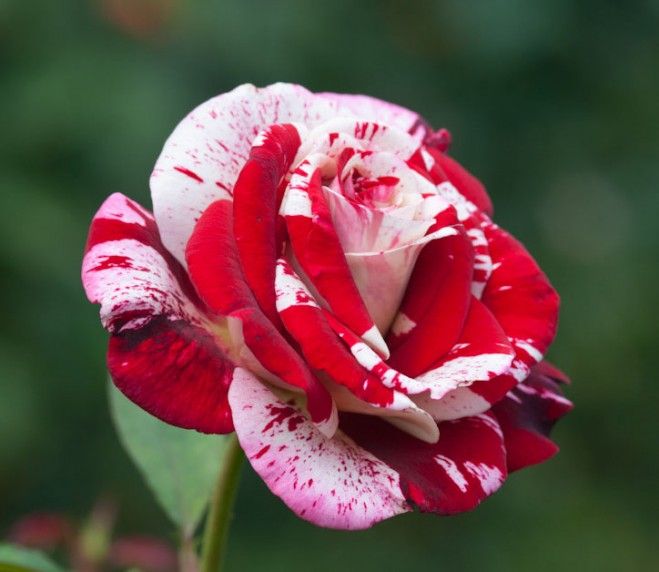 rose flowers wallpapers