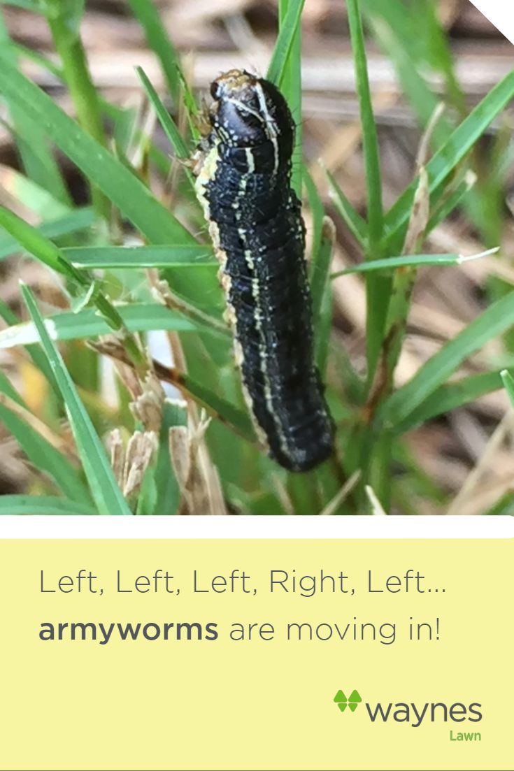 download armyworms in grass download armyworms in grass