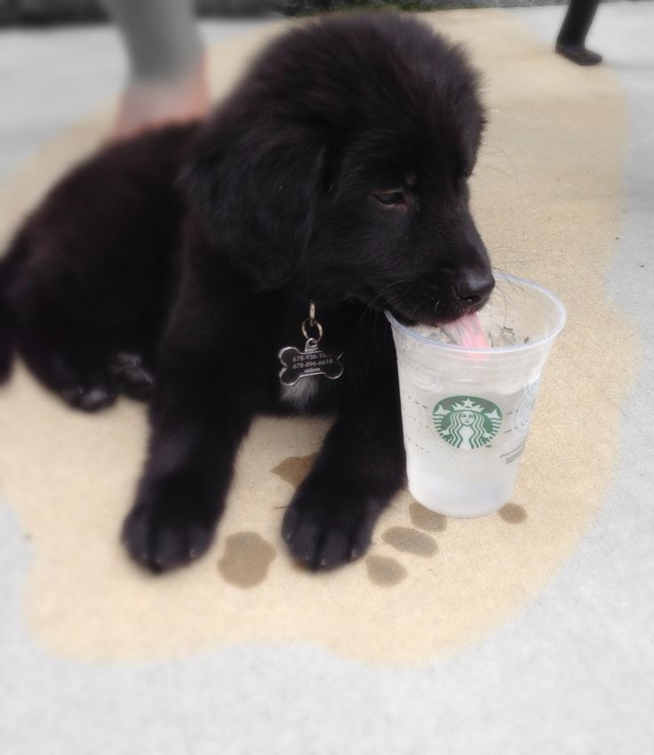 golden retriever lab mix lifespan the 25 best golden retriever lab mix ideas on labrador retriever mix golden retriever lab mix lifespan the 25 best golden retriever lab mix ideas on labrador retriever mix