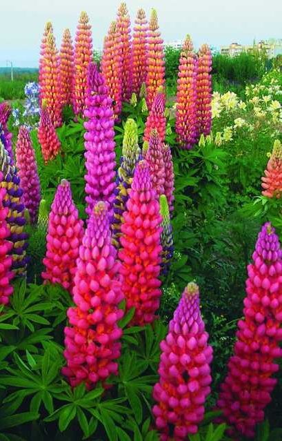 Garden Flowers best 25+ lupine flowers ideas on pinterest | cottage gardens Garden Flowers best 25+ lupine flowers ideas on pinterest | cottage gardens