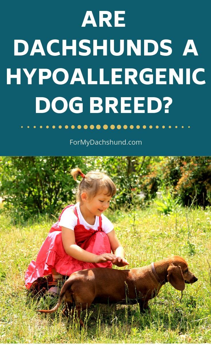If You Are Allergic To Dogs You May Be Looking For A Dog That Is