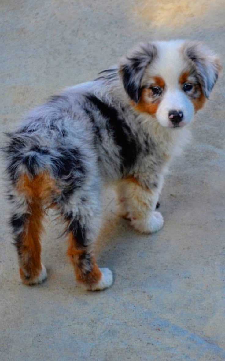 australian shepherd jack russell terrier 874 best randomness images on pinterest animals dog and mini aussie australian shepherd jack russell terrier 874 best randomness images on pinterest animals dog and mini aussie