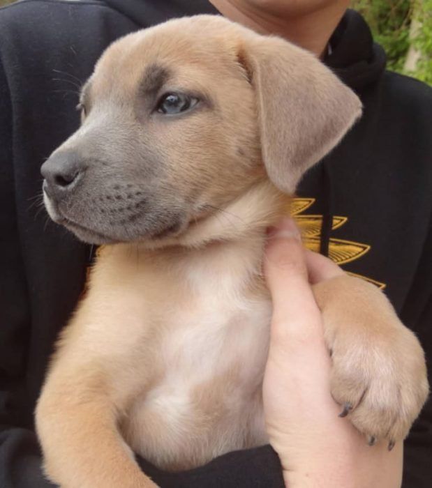 Los Perros Más Grandes Que Existen En El Mundo Mezcla De Pitbull Perros Pitbulls