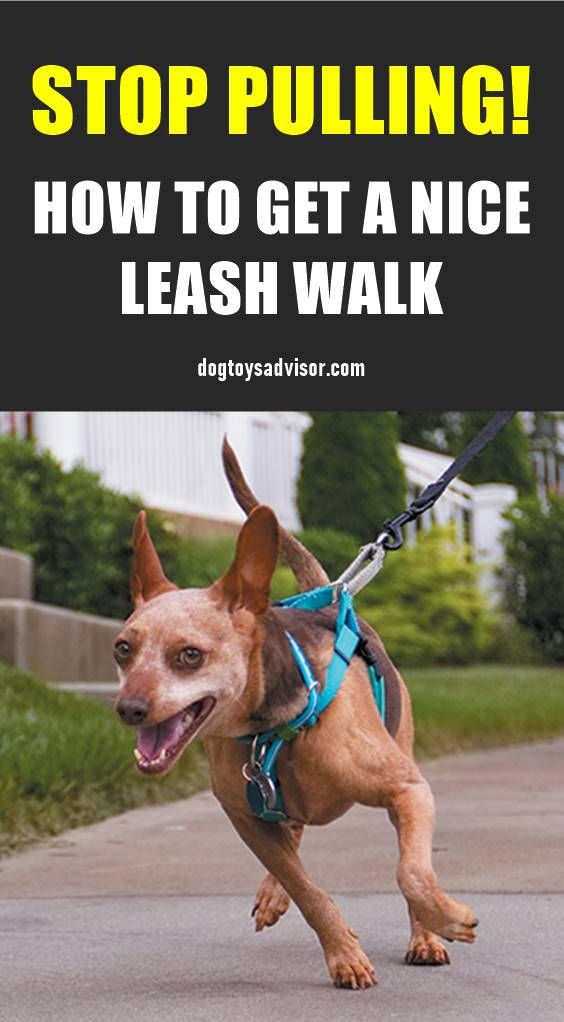 How To Teach Your Dog To Ignore Other Dogs On Walks Best Dog