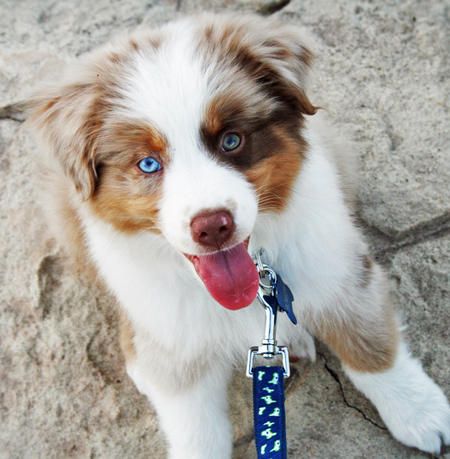 australian shepherd or german shepherd the 25 best blue merle australian shepherd ideas on pinterest australian shepherd or german shepherd the 25 best blue merle australian shepherd ideas on pinterest