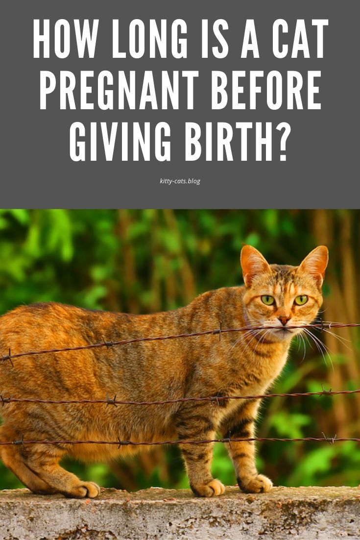 What You Actually Need To Know About Feral Cats Live Long And Pawspurr In 2020 Feral Cats Pregnant Cat Cats
