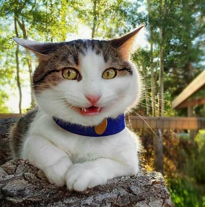 cat is currently out of order Funny cat pictures, Cat aesthetic, Cat pics