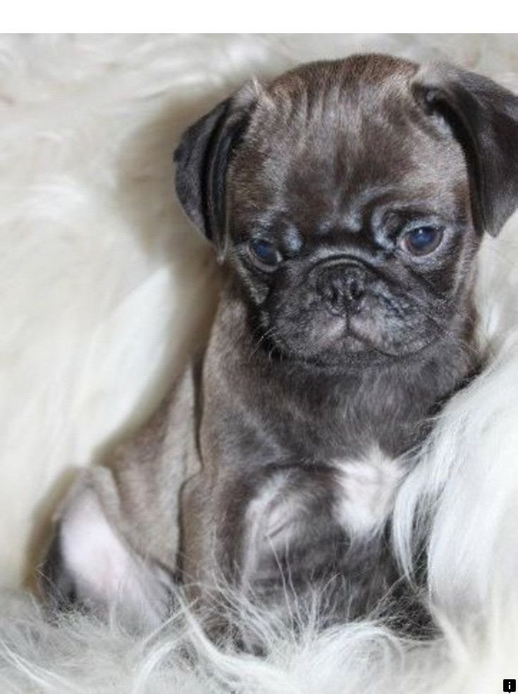 Learn More About Pug Dog Breed Just Click On The Link For More