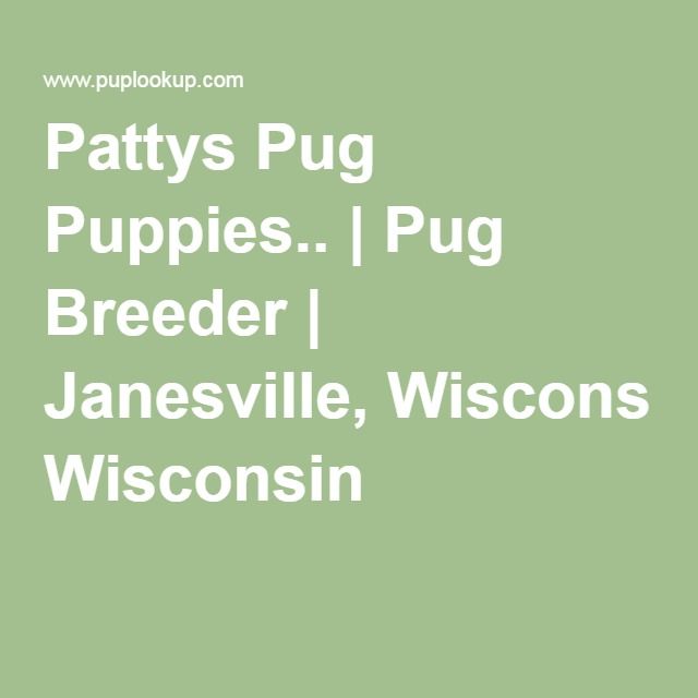 pug puppies wi best 25 pug breeders ideas on pug puppies for sale teacup animals and pug puppies wi best 25 pug breeders ideas on pug puppies for sale teacup animals and