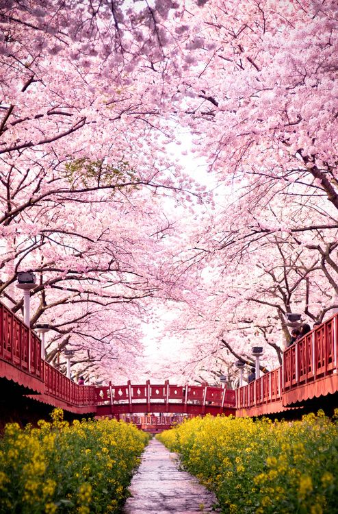 Japanese Garden Cherry Blossom Bridge 314 best sakura images on pinterest | cherry blossoms, sakura Japanese Garden Cherry Blossom Bridge 314 best sakura images on pinterest | cherry blossoms, sakura