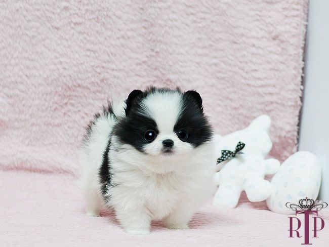 white micro pomeranian 141 best teacup pomeranian puppies for sale images on teacup pomeranian white micro pomeranian 141 best teacup pomeranian puppies for sale images on teacup pomeranian