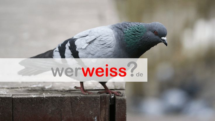 Tauben Sprüche Tauben Sprüche