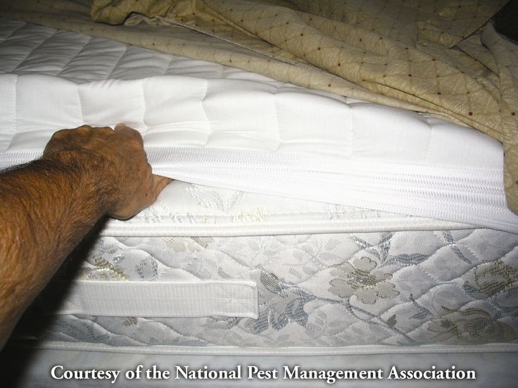 Bed Bug Removal Motel Room Bed Bug Removal Motel Room