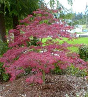 maple tree evergreen 67 best japanese maple images on japanese maple acer palmatum and gardening maple tree evergreen 67 best japanese maple images on japanese maple acer palmatum and gardening