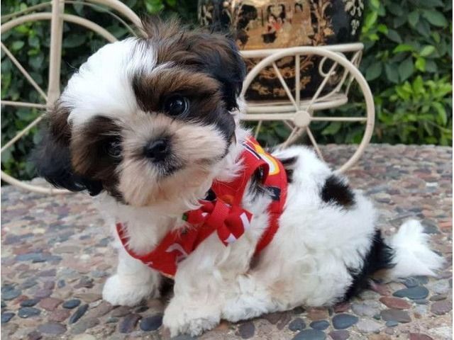Shih Tzu For Sale Shihtzu Shih Tzu For Sale Shih Tzu Dog Spay