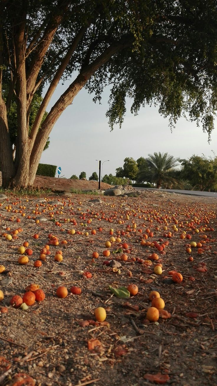 ثمار شجرة السدر ( النبق،الكنار) Trees to plant, Plant