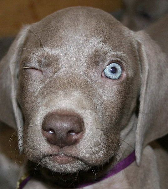 pictures of weimaraner puppies best 25 weimaraner puppies ideas on blue pictures of weimaraner puppies best 25 weimaraner puppies ideas on blue
