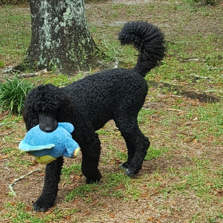 Henry loves his toys standard poodle Standard poodle