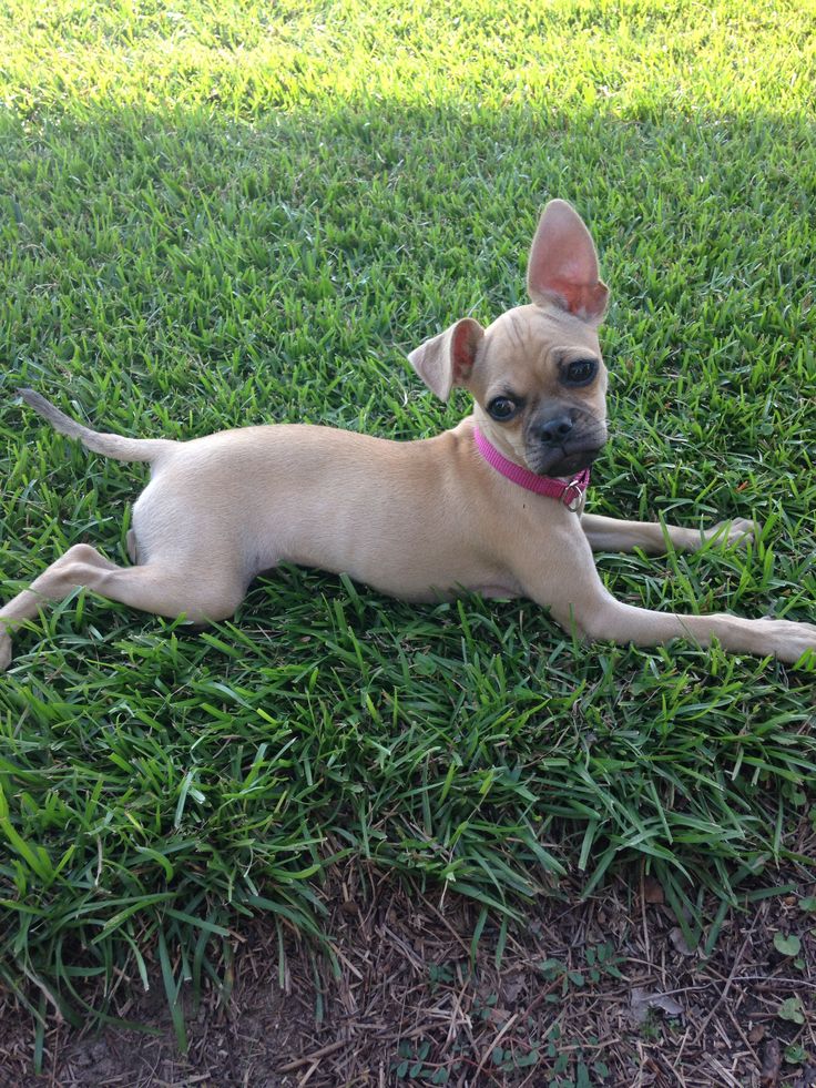 pug and beagle mix for sale top 25 best pug beagle mix ideas on puggle puppies types of dogs and pug and beagle mix for sale top 25 best pug beagle mix ideas on puggle puppies types of dogs and