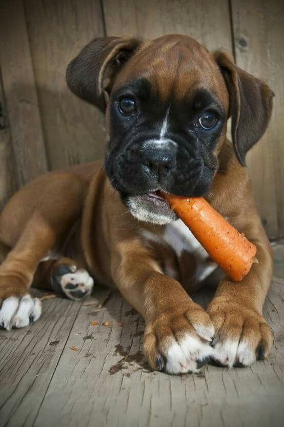 Pin By Sabrina On Boxer Boxer Dogs Boxer Puppy Boxer Puppies pin-by-sabrina-on-boxer-boxer-dogs-boxer-puppy-boxer-puppies