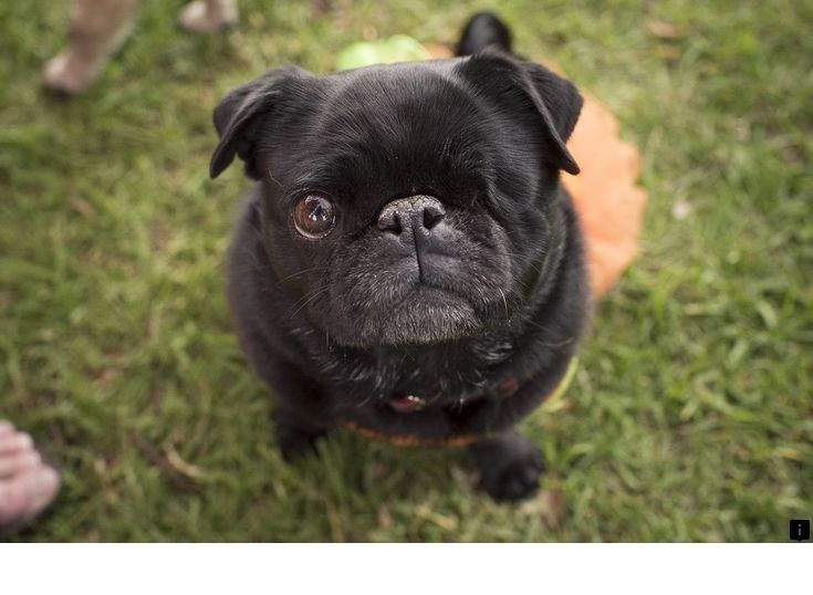 Pin On Pug Puppies