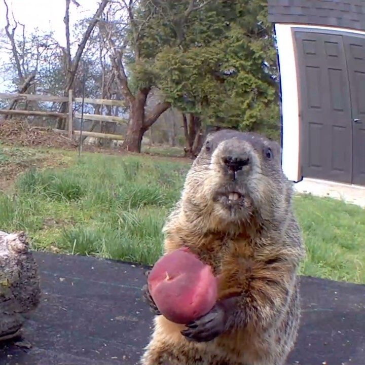 22 8k likes 1 559 comments chunk the groundhog chunk the groundhog on instagram happy monday chun cute animals funny animal photos funny animal videos
