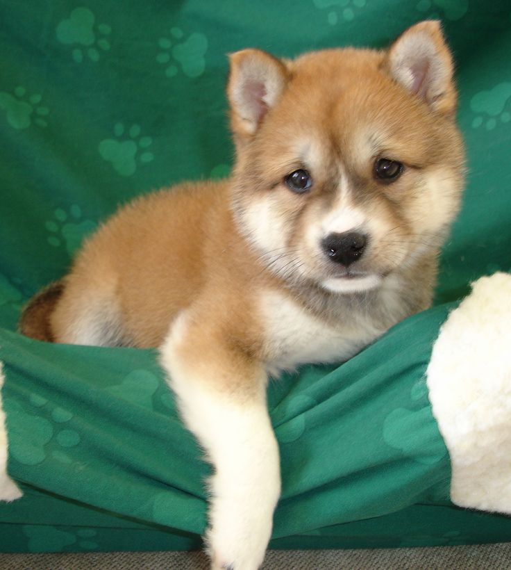 shiba inu puppies mn best 25 shiba inu breeders ideas on akita inu puppy shiba inu and shiba shiba inu puppies mn best 25 shiba inu breeders ideas on akita inu puppy shiba inu and shiba