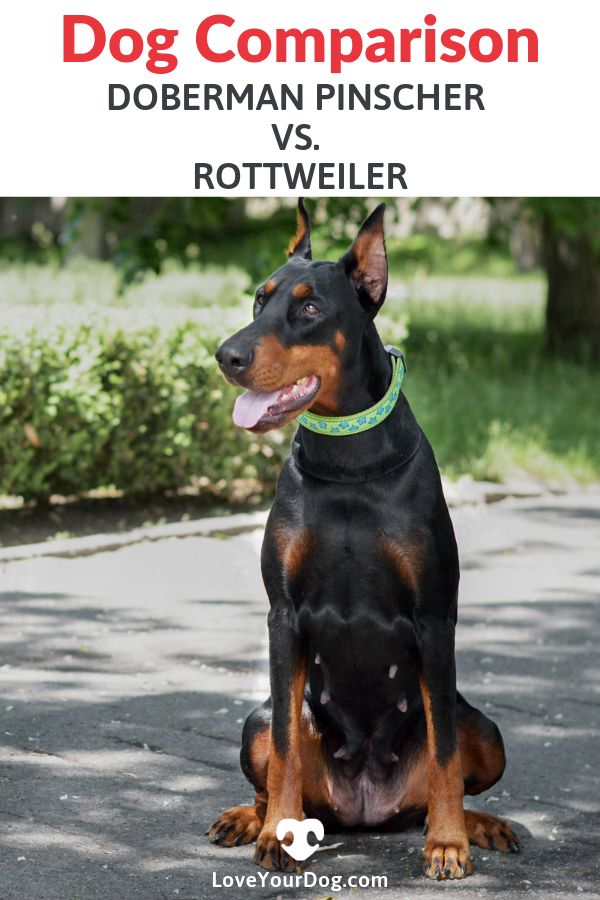 Doberman Pinscher Vs Rottweiler Breed Differences Similarities
