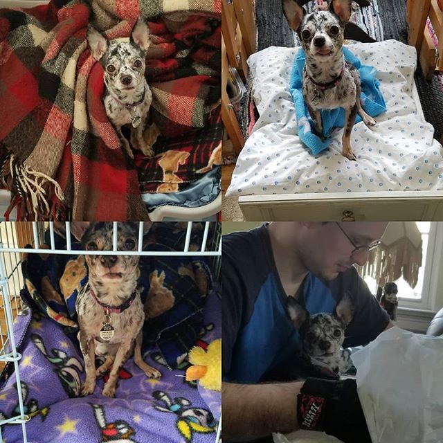 The Many Beds Of Chili Dog When You Re A 5lb Chihuahua You Can