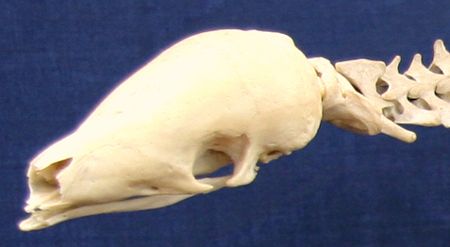 Pangolin Skull | Pangolin, Animal skulls, Pangolin scales