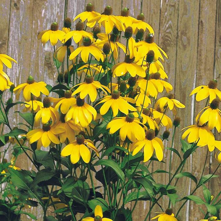 Bienenfreundliche Blumen Garten Bienenfreundliche Blumen für mehr Wildbienen im Garten