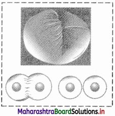 class 11 biology chapter 5 notes maharashtra board