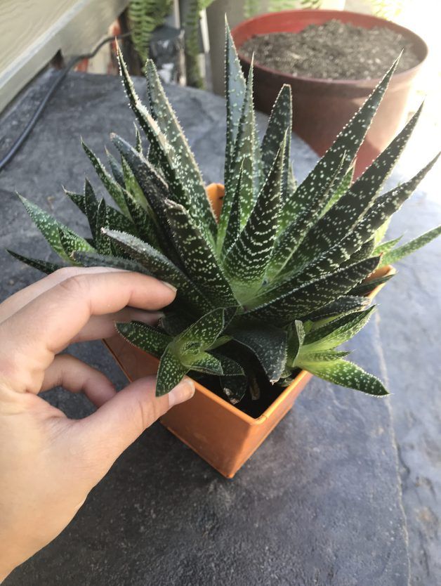Zebra Succulent Propagation Ricerca Google Types Of Succulents Zebra Plant Succulents