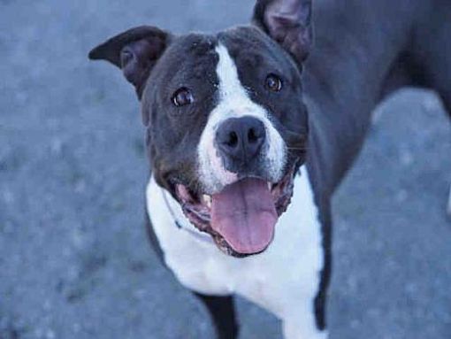 Pin On Exremely Urgent Dogs Save Them