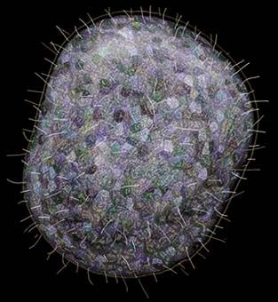 placozoa wikipedia